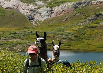llamas on trail